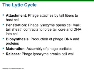 The Lytic Cycle

 Attachment: Phage attaches by tail fibers to
  host cell
 Penetration: Phage lysozyme opens cell wall;
  tail sheath contracts to force tail core and DNA
  into cell
 Biosynthesis: Production of phage DNA and
  proteins
 Maturation: Assembly of phage particles
 Release: Phage lysozyme breaks cell wall


Copyright © 2010 Pearson Education, Inc.
 