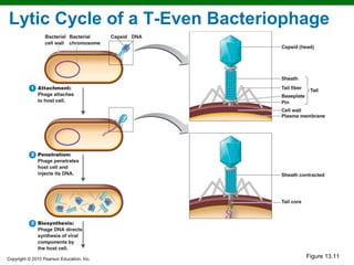Lytic Cycle of a T-Even Bacteriophage



  1




   2




   3




Copyright © 2010 Pearson Education, Inc.
                                           Figure 13.11
 