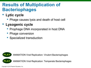 Results of Multiplication of
Bacteriophages
 Lytic cycle
          Phage causes lysis and death of host cell
 Lysogenic cycle
          Prophage DNA incorporated in host DNA
          Phage conversion
          Specialized transduction




                    ANIMATION Viral Replication: Virulent Bacteriophages

                     ANIMATION Viral Replication: Temperate Bacteriophages

Copyright © 2010 Pearson Education, Inc.
 