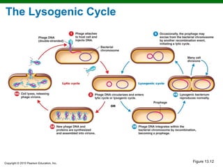 The Lysogenic Cycle




Copyright © 2010 Pearson Education, Inc.
                                           Figure 13.12
 