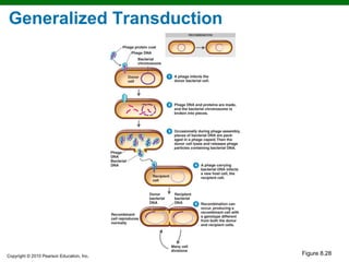 Generalized Transduction


                                           2




                                           3




                                           4



                                           5



                                           6


Copyright © 2010 Pearson Education, Inc.
                                               Figure 8.28
 