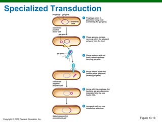 Specialized Transduction




Copyright © 2010 Pearson Education, Inc.
                                           Figure 13.13
 