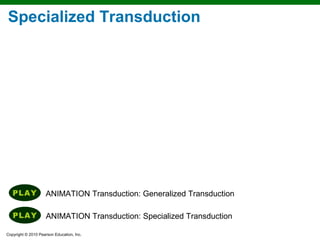 Specialized Transduction


                                                 2




                                                 3




                                                 4



                                                 5

                    ANIMATION Transduction: Generalized Transduction

                                                 6
                     ANIMATION Transduction: Specialized Transduction

Copyright © 2010 Pearson Education, Inc.
 