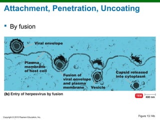 Attachment, Penetration, Uncoating

 By fusion




Copyright © 2010 Pearson Education, Inc.
                                           Figure 13.14b
 