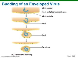 Budding of an Enveloped Virus




Copyright © 2010 Pearson Education, Inc.
                                           Figure 13.20
 