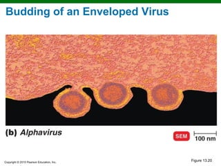 Budding of an Enveloped Virus




Copyright © 2010 Pearson Education, Inc.
                                           Figure 13.20
 