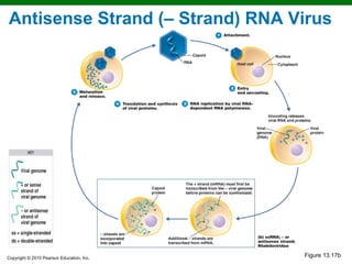 Antisense Strand (– Strand) RNA Virus




Copyright © 2010 Pearson Education, Inc.
                                           Figure 13.17b
 