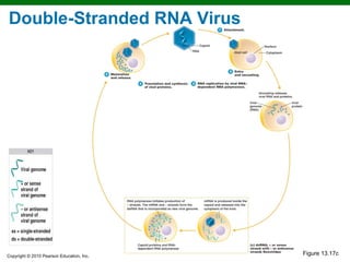 Double-Stranded RNA Virus




Copyright © 2010 Pearson Education, Inc.
                                           Figure 13.17c
 