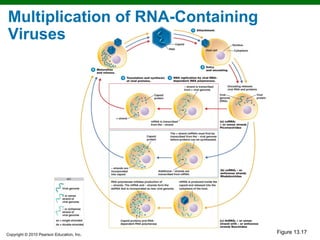 Multiplication of RNA-Containing
Viruses




Copyright © 2010 Pearson Education, Inc.
                                           Figure 13.17
 