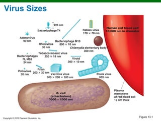 Virus Sizes




Copyright © 2010 Pearson Education, Inc.
                                           Figure 13.1
 