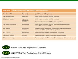 ANIMATION Viral Replication: Overview

                     ANIMATION Viral Replication: Animal Viruses

Copyright © 2010 Pearson Education, Inc.
 