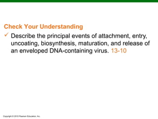 Check Your Understanding
 Describe the principal events of attachment, entry,
  uncoating, biosynthesis, maturation, and release of
  an enveloped DNA-containing virus. 13-10




Copyright © 2010 Pearson Education, Inc.
 