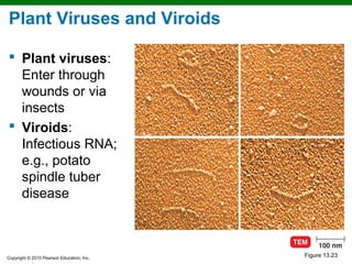 Plant Viruses and Viroids

 Plant viruses:
  Enter through
  wounds or via
  insects
 Viroids:
  Infectious RNA;
  e.g., potato
  spindle tuber
  disease



Copyright © 2010 Pearson Education, Inc.
                                           Figure 13.23
 