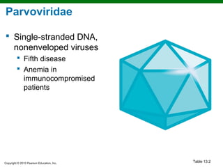 Parvoviridae

 Single-stranded DNA,
  nonenveloped viruses
          Fifth disease
          Anemia in
           immunocompromised
           patients




Copyright © 2010 Pearson Education, Inc.
                                           Table 13.2
 