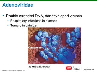 Adenoviridae

 Double-stranded DNA, nonenveloped viruses
          Respiratory infections in humans
          Tumors in animals




Copyright © 2010 Pearson Education, Inc.
                                              Figure 13.16a
 