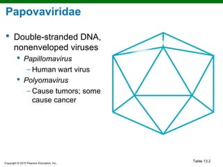 Papovaviridae

 Double-stranded DNA,
  nonenveloped viruses
          Papillomavirus
            − Human wart virus
          Polyomavirus
            − Cause tumors; some
              cause cancer




Copyright © 2010 Pearson Education, Inc.
                                           Table 13.2
 