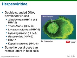 Herpesviridae

 Double-stranded DNA,
  enveloped viruses
          Simplexvirus (HHV-1 and
           HHV-2)
          Varicellovirus (HHV-3)
          Lymphocryptovirus (HHV-4)
          Cytomegalovirus (HHV-5)
          Roseolovirus (HHV-6)
          HHV-7
          Kaposi's sarcoma (HHV-8)
 Some herpesviruses can
  remain latent in host cells
Copyright © 2010 Pearson Education, Inc.
                                           Figure 13.16b
 