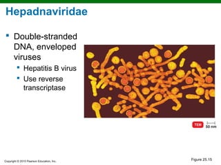 Hepadnaviridae

 Double-stranded
  DNA, enveloped
  viruses
          Hepatitis B virus
          Use reverse
           transcriptase




Copyright © 2010 Pearson Education, Inc.
                                           Figure 25.15
 