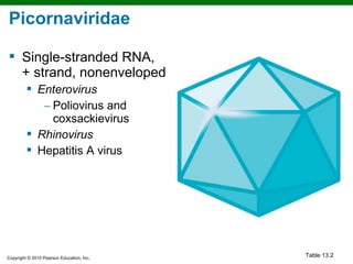 Picornaviridae

 Single-stranded RNA,
  + strand, nonenveloped
          Enterovirus
            − Poliovirus and
              coxsackievirus
          Rhinovirus
          Hepatitis A virus




Copyright © 2010 Pearson Education, Inc.
                                           Table 13.2
 