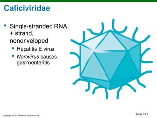 Caliciviridae

 Single-stranded RNA,
  + strand,
  nonenveloped
          Hepatitis E virus
          Norovirus causes
           gastroenteritis




Copyright © 2010 Pearson Education, Inc.
                                           Table 13.2
 