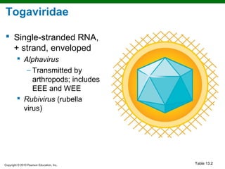 Togaviridae

 Single-stranded RNA,
  + strand, enveloped
          Alphavirus
            − Transmitted by
              arthropods; includes
              EEE and WEE
          Rubivirus (rubella
           virus)




Copyright © 2010 Pearson Education, Inc.
                                           Table 13.2
 