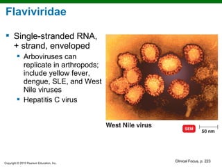 Flaviviridae

 Single-stranded RNA,
  + strand, enveloped
          Arboviruses can
           replicate in arthropods;
           include yellow fever,
           dengue, SLE, and West
           Nile viruses
          Hepatitis C virus




Copyright © 2010 Pearson Education, Inc.
                                           Clinical Focus, p. 223
 
