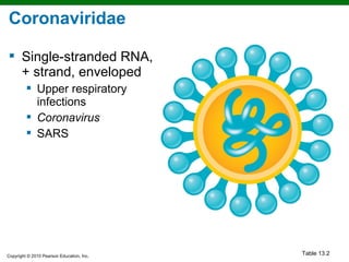 Coronaviridae

 Single-stranded RNA,
  + strand, enveloped
          Upper respiratory
           infections
          Coronavirus
          SARS




Copyright © 2010 Pearson Education, Inc.
                                           Table 13.2
 