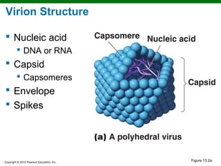Virion Structure

 Nucleic acid
          DNA or RNA
 Capsid
          Capsomeres
 Envelope
 Spikes




Copyright © 2010 Pearson Education, Inc.
                                           Figure 13.2a
 