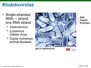 Rhabdoviridae

 Single-stranded
  RNA, – strand,
  one RNA strand
          Vesiculovirus
          Lyssavirus
           (rabies virus)
          Cause numerous
           animal diseases




Copyright © 2010 Pearson Education, Inc.   Figure 13.18a
 