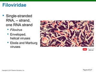 Filoviridae

 Single-stranded
  RNA, – strand,
  one RNA strand
          Filovirus
          Enveloped,
           helical viruses
          Ebola and Marburg
           viruses




Copyright © 2010 Pearson Education, Inc.   Figure 23.21
 
