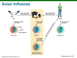 Avian Influenza




Copyright © 2010 Pearson Education, Inc.   Clinical Focus, p. 371
 