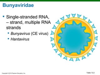 Bunyaviridae

 Single-stranded RNA,
  – strand, multiple RNA
  strands
          Bunyavirus (CE virus)
          Hantavirus




Copyright © 2010 Pearson Education, Inc.   Table 13.2
 