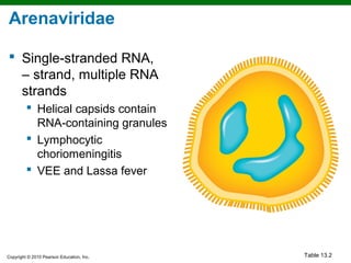 Arenaviridae

 Single-stranded RNA,
  – strand, multiple RNA
  strands
          Helical capsids contain
           RNA-containing granules
          Lymphocytic
           choriomeningitis
          VEE and Lassa fever




Copyright © 2010 Pearson Education, Inc.   Table 13.2
 