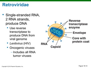 Retroviridae

 Single-stranded RNA,
  2 RNA strands,
  produce DNA
          Use reverse
           transcriptase to
           produce DNA from
           viral genome
          Lentivirus (HIV)
          Oncogenic viruses
            − Includes all RNA
              tumor viruses


Copyright © 2010 Pearson Education, Inc.   Figure 19.13
 