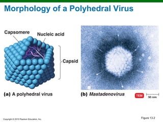 Morphology of a Polyhedral Virus




Copyright © 2010 Pearson Education, Inc.
                                           Figure 13.2
 