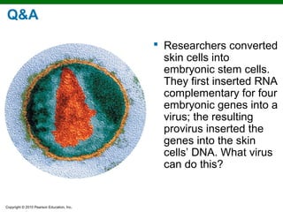 Q&A

                                            Researchers converted
                                             skin cells into
                                             embryonic stem cells.
                                             They first inserted RNA
                                             complementary for four
                                             embryonic genes into a
                                             virus; the resulting
                                             provirus inserted the
                                             genes into the skin
                                             cells’ DNA. What virus
                                             can do this?


Copyright © 2010 Pearson Education, Inc.
 