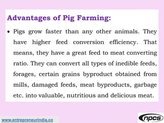 www.entrepreneurindia.co
Advantages of Pig Farming:
 Pigs grow faster than any other animals. They
have higher feed conversion efficiency. That
means, they have a great feed to meat converting
ratio. They can convert all types of inedible feeds,
forages, certain grains byproduct obtained from
mills, damaged feeds, meat byproducts, garbage
etc. into valuable, nutritious and delicious meat.
 