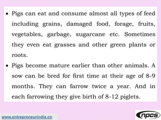 www.entrepreneurindia.co
 Pigs can eat and consume almost all types of feed
including grains, damaged food, forage, fruits,
vegetables, garbage, sugarcane etc. Sometimes
they even eat grasses and other green plants or
roots.
 Pigs become mature earlier than other animals. A
sow can be bred for first time at their age of 8-9
months. They can farrow twice a year. And in
each farrowing they give birth of 8-12 piglets.
 