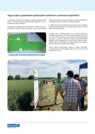 AGRO
Táplálunk és védünk
Hogyan tudják a gazdálkodók legbiztosabban leellenőrizni a starterezés megtérülését?
A kisparcellás kísérletek nem alkalmasak starteres kezelések ellenőr-
zésére, a Terepszemle kísérleti telepünkön ezért dolgozunk 100 m2
-es
parcellákkal és több ismétlésben.
A gazdálkodók a kezeletlen részeken elsősorban termésbecsléssel (ku-
koricacsövek súlyának mérése, kalászszám- vagy becőszámmérés),
másodsorban táblarészek vagy külön táblák hozamának összehasonlítá-
sával tájékozódhatnak a starterek termésnövelő hatásáról.
Az alábbi kukorica hozamtérképet Kóczán Csaba felsőnyéki gazdálkodó
bocsátotta rendelkezésünkre, aki az egyik legelső és azóta is minden
évben starterező partnerünk!
Jól látható, hogy a szándékosan elzárt (1) és a véletlenül kifogyott (2)
kezeletlen részen jelentős, 2 t/ha körüli terméscsökkenést rajzolt a prog-
ram. Csaba 2019-es starteres (+sortrágyás) terméseredményei igazán
imponálóak, és ezúton is köszönjük a sokéves együttműködésünket!
Reméljük, sikerült meggyőznünk az eddig még nem starterező gazdál-
kodókat, hogy ez a technológiai elem nagyon jövedelmező és helye van
bármelyik termesztett növényünk gyakorlatában!
További szakmai információkkal, starteres és egyéb növényvédel-
mi, lombtrágyázási kísérleti adatokkal egész évben várja önt a Kwizda
Terepszemle Farmunk!
A sárga részek 2 t/ha körüli terméscsökkenést mutatnak
1
2
 