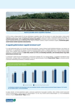AGRO
Táplálunk és védünk
A 2019-es évben az átlagos áprilist (45 mm) egy szélsőségesen csapadékos május (180 mm) követte, és a relatív hideg talajban a növény kezdeti
növekedése is lassú volt. A 30-30 mintanövény véletlenszerű kiásása megkésve, június 9-én történt. A starterhatás kevésbé volt látványos, de
a 20 kg/ha dózisú kezelés +41%-os gyökértömeg-növelése szignifikáns, és közelítette az előző év eredményét. A magasabb dózis +26%-os
hatása a várakozásunktól elmaradt, de jelentőségét növeli, hogy ezt a kezelést a szokásos 3 helyett 6 ismétlésben vizsgáltuk. A starterezés gyöke-
reztető hatását mindkét évjáratban bebizonyítottuk.
A nagyobb gyökérrendszer nagyobb terméssel is jár?
Ez az egyik legfontosabb kérdés, ami a termelők egy részét elbizonytalanítja. A gyakran látványos kezdeti fejlődésbeli különbség a nyár közepén már
„veszni látszik”, és a gazdálkodók hite meginog a starterezés kifizetődését illetően. Valóban, a kezeletlen táblarészek is utolérik a starteres növények
méretét, hiszen a vegetatív részek növekedését a nyári N- és K-tápanyagfelvétel határozza meg. Megfigyelhető viszont a starteres növények korábbi
virágzása és az érérsidő lerövidülése. A valódi előny viszont az 5-15%-os termésátlag-növekedés, amit termésbecsléssel vagy külön
betakarítással mérhetünk meg!
A „Terepszemle” kísérleti farmunk starterblokkjában az elmúlt három évjáratban 90 m2
-es mezoparcellákban, 3 ismétlésben hasonlítottunk össze
számos starter-, sortrágya, tőszám- és vetésidő kezelést. A 2018-ban legeredményesebb 30 kg/ha Pannon Starter®
Mega és a kezeletlen parcellát
a statisztikai értékelhetőség biztosítására 6 ismétlésben vetettük el.
Az eddigi vetésidő- és tőszám-kísérleteink alapján a starterezés egyértelműen hasznosabb a korábban, illetve sűrűbben elvetett kukoricánál!
A 2019-es kísérletünkben a 70000 csíra/ha-os vetéssűrűségnél +1,6 t/ha, míg a 85000 csíra/ha vetéssűrűségnél +2,1 t/ha terméstöbbletet
mértünk a 30 kg/ha Pannon Starter®
Mega hatására!
AGRO
Táplálunk és védünk
A starterezés termésnövelő hatása kukoricában
Terepszemle kísérletek, 2019, Felsőnána.
100
90
80
70
60
50
40
30
20
10
0
kezeletlen 6 ismétlés Pannon Starter Mega 30 kg/ha 6 ismétlés
(kg/parcella)
1
56,8
68,2
2
63,6
79,6
3
71
85,4
4
78 80,6
5
82,6
90,6
6
78
88
A mérőtartályos kombájnnal való betakarításkor mind a hat ismétlésben kimértük a starteres kezelés termésnövelő hatását, átlagosan 14,5% mérték-
ben, ami hektárra vetítve +1,6 t/ha terméstöbblet!
Kukorica parcellák extrém csapadékos évjáratban
 
