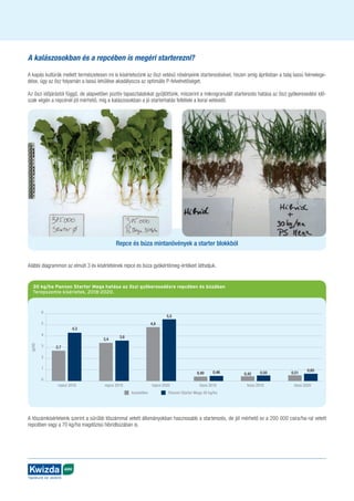 AGRO
Táplálunk és védünk
A kalászosokban és a repcében is megéri starterezni?
A kapás kultúrák mellett természetesen mi is kísérletezünk az őszi vetésű növényeink starterezésével, hiszen amíg áprilisban a talaj lassú felmelege-
dése, úgy az ősz folyamán a lassú lehűlése akadályozza az optimális P-felvehetőséget.
Az őszi időjárástól függő, de alapvetően pozitív tapasztalatokat gyűjtöttünk, miszerint a mikrogranulált starterezés hatása az őszi gyökeresedési idő-
szak végén a repcénél jól mérhető, míg a kalászosokban a jó starterhatás feltétele a korai vetésidő.
Alábbi diagrammon az elmúlt 3 év kísérleteinek repce és búza gyökértömeg-értékeit láthatjuk.
30 kg/ha Pannon Starter Mega hatása az őszi gyökeresedésre repcében és búzában
Terepszemle kísérletek, 2018-2020.
6
5
4
3
2
1
0
kezeletlen Pannon Starter Mega 30 kg/ha
(g/tő)
repce 2018
2,7
4,3
repce 2019
3,4
3,6
repce 2020
4,8
5,5
búza 2019
0,42 0,50
búza 2020
0,51
0,65
búza 2018
0,40 0,46
Repce és búza mintanövények a starter blokkból
A tőszámkísérleteink szerint a sűrűbb tőszámmal vetett állományokban hasznosabb a starterezés, de jól mérhető ez a 200 000 csíra/ha-ral vetett
repcében vagy a 70 kg/ha magdózisú hibridbúzában is.
 