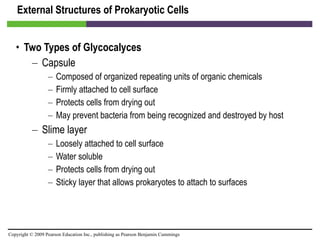 External Structures of Prokaryotic Cells Two Types of Glycocalyces Capsule Composed of organized repeating units of organic chemicals Firmly attached to cell surface Protects cells from drying out May prevent bacteria from being recognized and destroyed by host Slime layer Loosely attached to cell surface Water soluble Protects cells from drying out Sticky layer that allows prokaryotes to attach to surfaces 