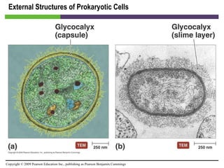 External Structures of Prokaryotic Cells [INSERT FIGURE 3.5] 