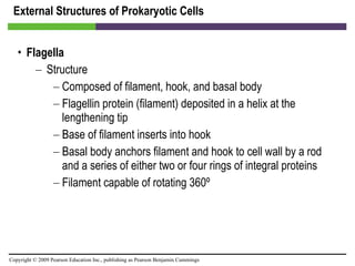 External Structures of Prokaryotic Cells Flagella Structure Composed of filament, hook, and basal body Flagellin protein (filament) deposited in a helix at the lengthening tip Base of filament inserts into hook Basal body anchors filament and hook to cell wall by a rod and a series of either two or four rings of integral proteins Filament capable of rotating 360º 