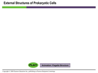 External Structures of Prokaryotic Cells Animation: Flagella Structure 