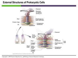 External Structures of Prokaryotic Cells [INSERT FIGURE 3.6] 