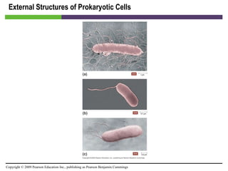 External Structures of Prokaryotic Cells 
