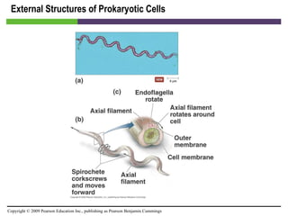 External Structures of Prokaryotic Cells [INSERT FIGURE 3.8] 