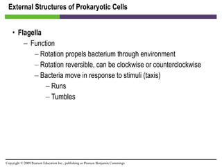 External Structures of Prokaryotic Cells Flagella Function Rotation propels bacterium through environment Rotation reversible, can be clockwise or counterclockwise Bacteria move in response to stimuli (taxis) Runs  Tumbles 
