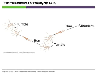 External Structures of Prokaryotic Cells [INSERT FIGURE 3.9] 